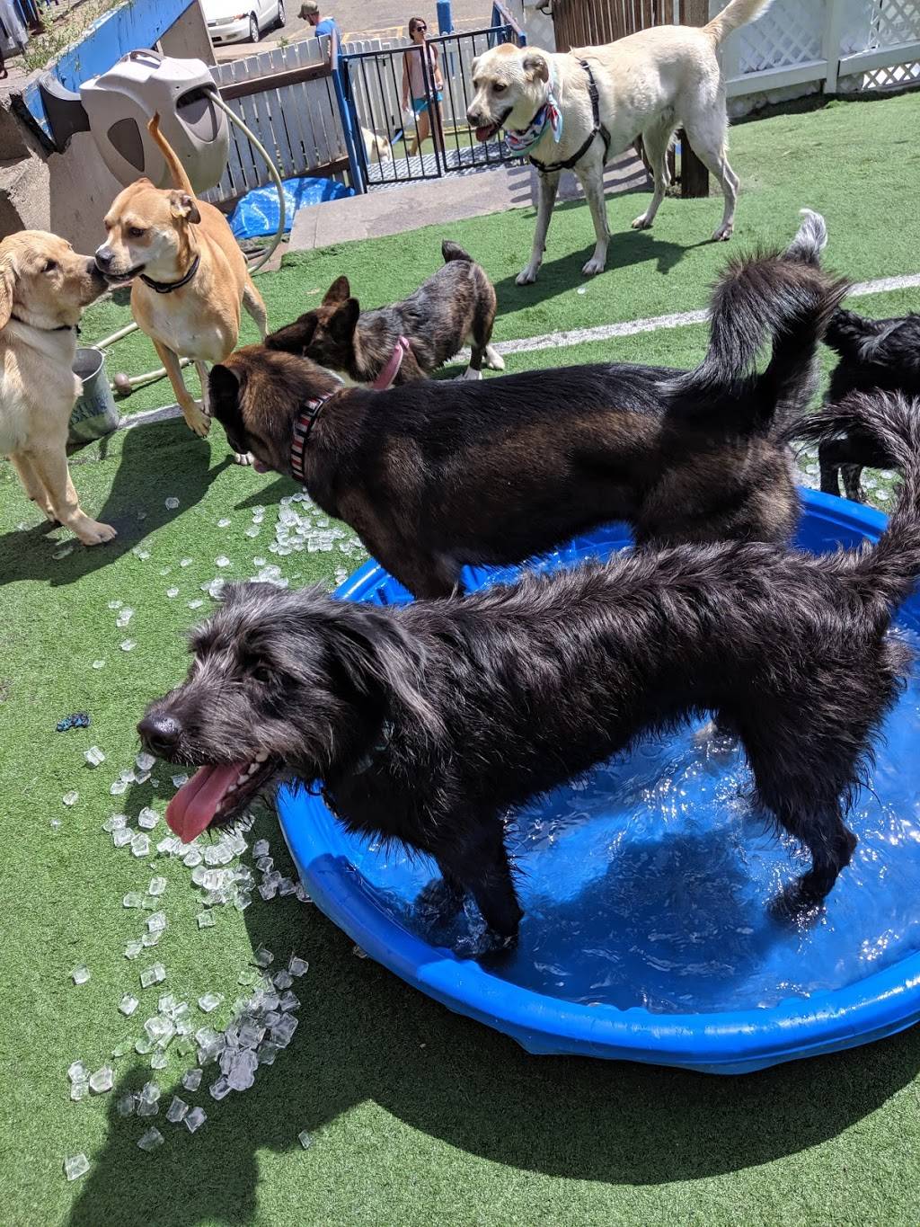 The Watering Bowl | restaurant | 5411 Leetsdale Dr, Denver, CO 80246, USA | 3035919069 OR +1 303-591-9069