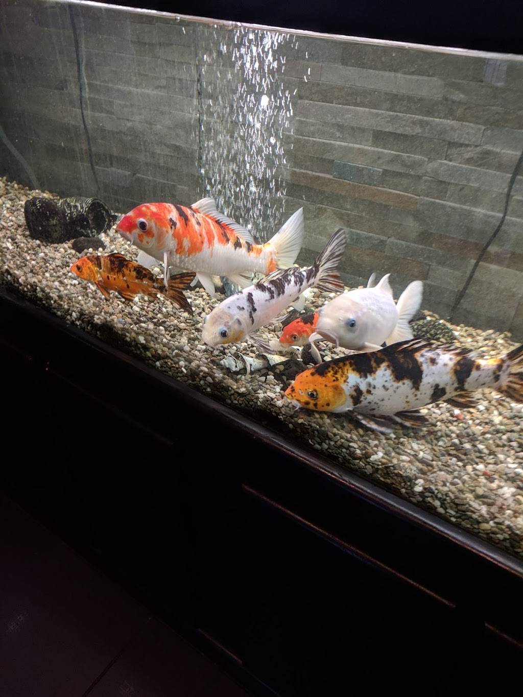 Panda Wok Asian Cuisine | restaurant | 1512 W 117th St, Lakewood, OH 44107, USA | 2165211200 OR +1 216-521-1200