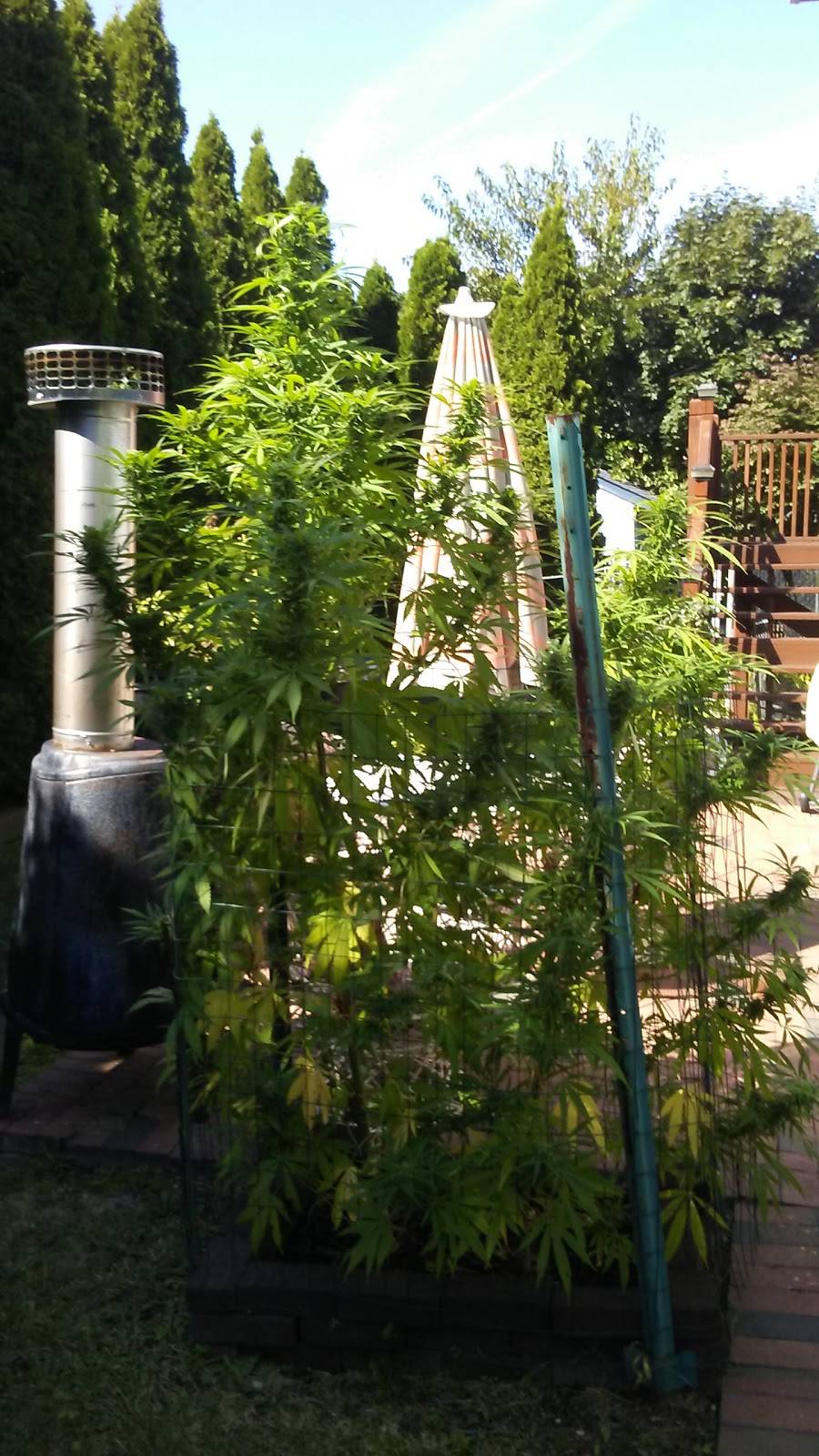 Goomba Johnnys Pizzeria | restaurant | 374 Mooney Pond Rd, Farmingville, NY 11738, USA | 6317360722 OR +1 631-736-0722