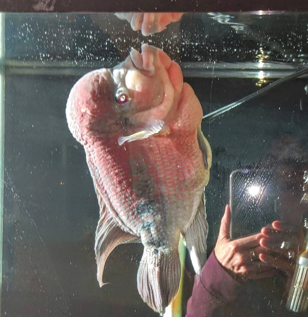 Asian Island Chinese Restaurant | meal delivery | 16566 N Washington St, Thornton, CO 80023, USA | 7206389966 OR +1 720-638-9966