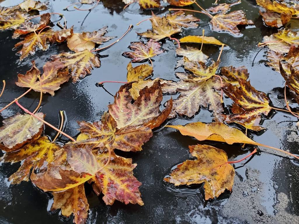 Starbucks | cafe | 6738 North Sheridan Avenue, Chicago, IL 60626, USA | 7737430417 OR +1 773-743-0417