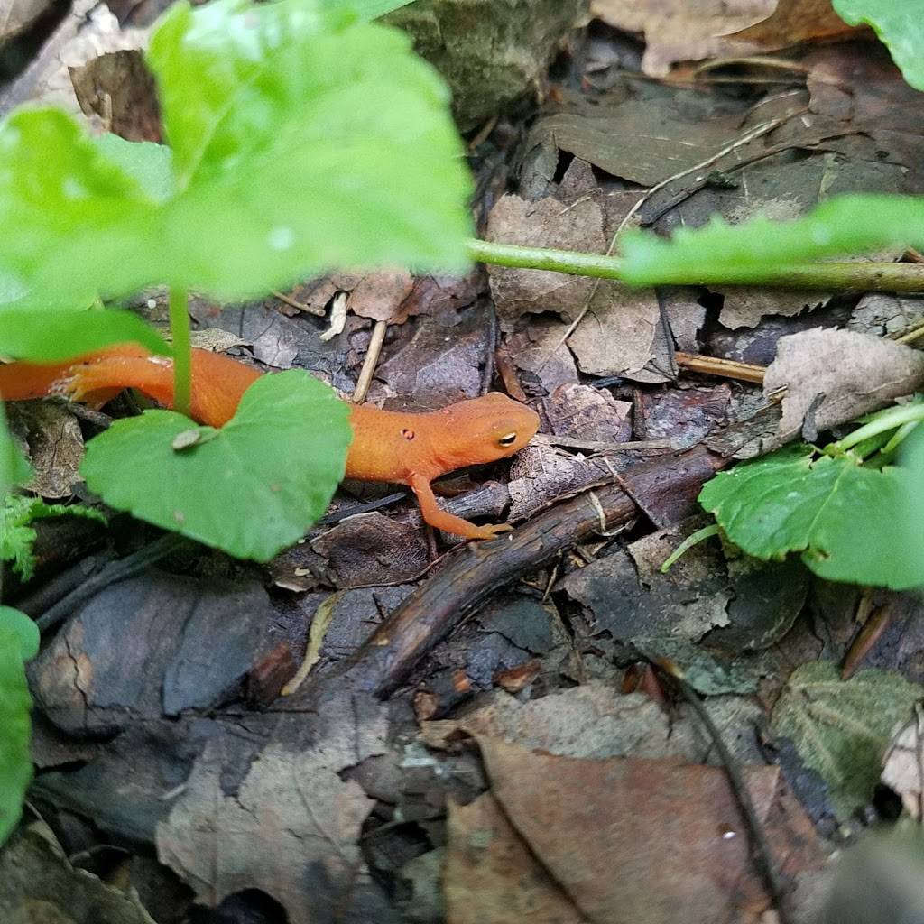 The Summit | restaurant | 2520 W Penn Pike, Andreas, PA 18211, USA | 5703862003 OR +1 570-386-2003