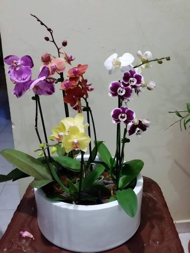 Anbu Room | restaurant | 2650 Briggs Ave, The Bronx, NY 10458, USA | 9174967161 OR +1 917-496-7161