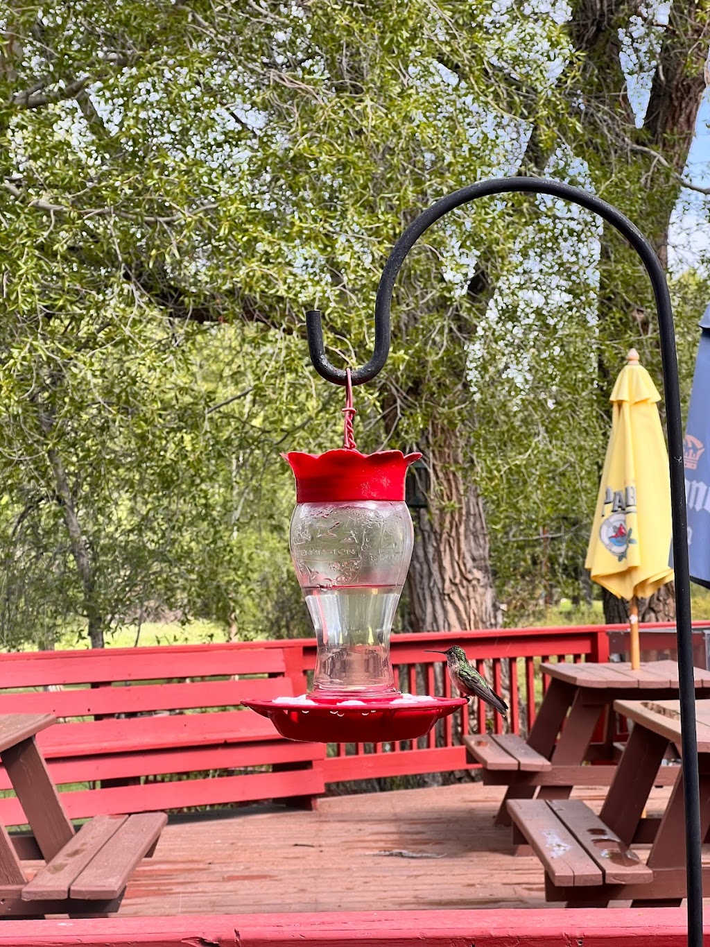 Almont Resort & Restaurant | restaurant | 10209 CO-135, Almont, CO 81210, USA | 9706414009 OR +1 970-641-4009