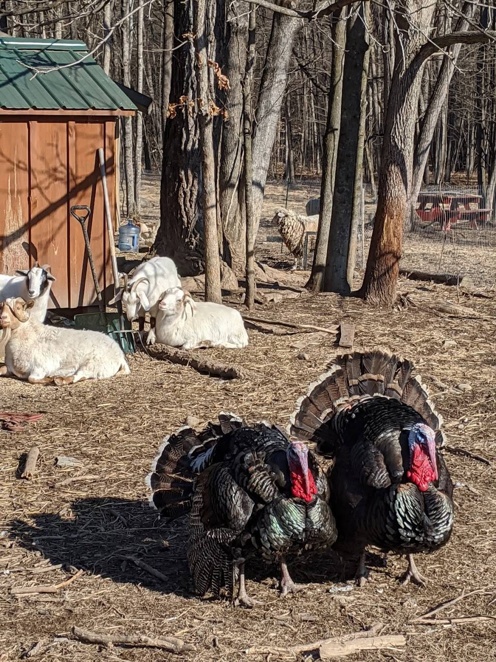 Stonehills | restaurant | 77 Mill Hook Rd, Accord, NY 12404, USA | 8453776015 OR +1 845-377-6015