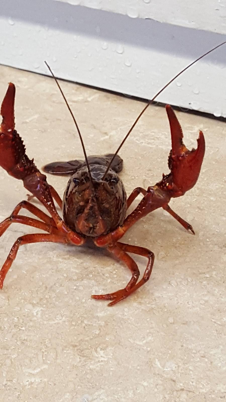 Teddys kitchen | restaurant | 606 Union Rd, Tylertown, MS 39667, USA | 6018275008 OR +1 601-827-5008