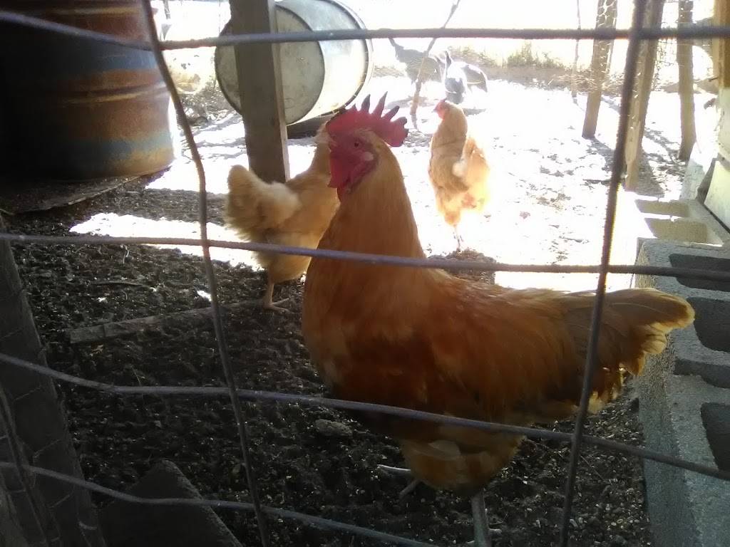 Backyard Brawlers Game Farm | restaurant | 7574 County Rd 4084, Scurry, TX 75158, USA | 4693679023 OR +1 469-367-9023