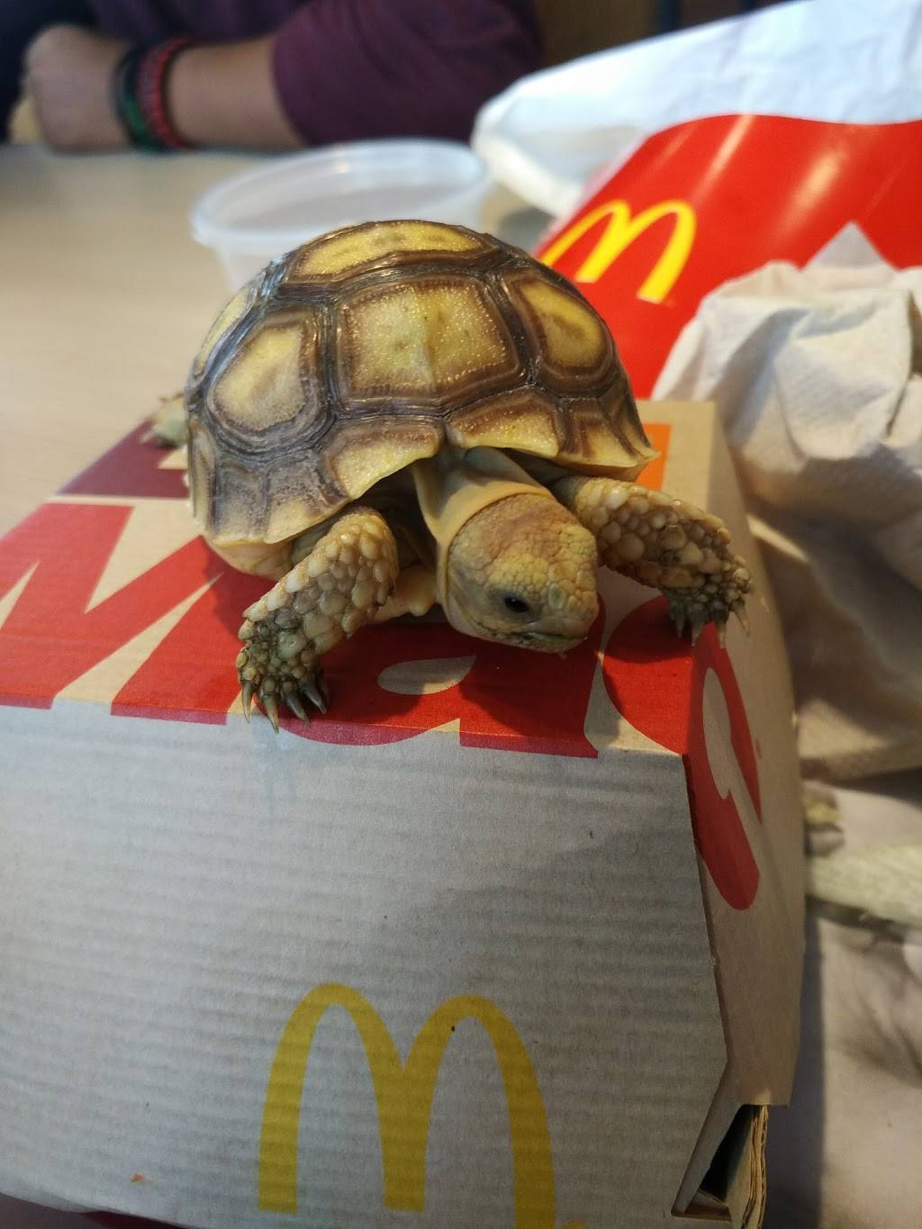 McDonalds | cafe | 1310 W Bardsley Ave, Tulare, CA 93274, USA | 5596879258 OR +1 559-687-9258