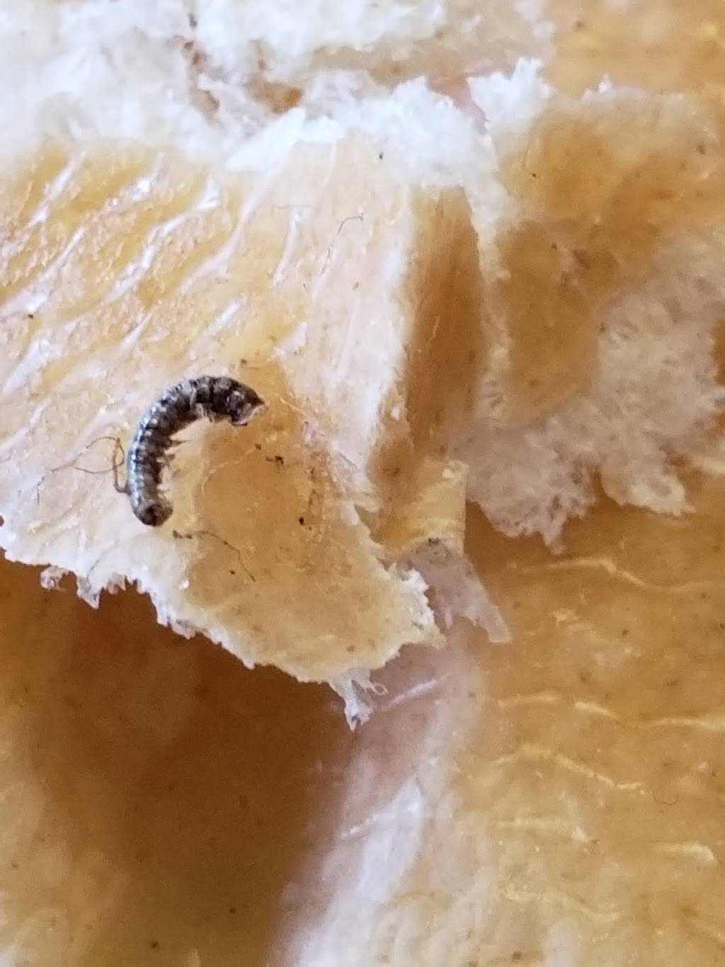 Subway Restaurants | restaurant | 8178 23 Mile Rd, Shelby Charter Twp, MI 48316, USA | 5867394100 OR +1 586-739-4100