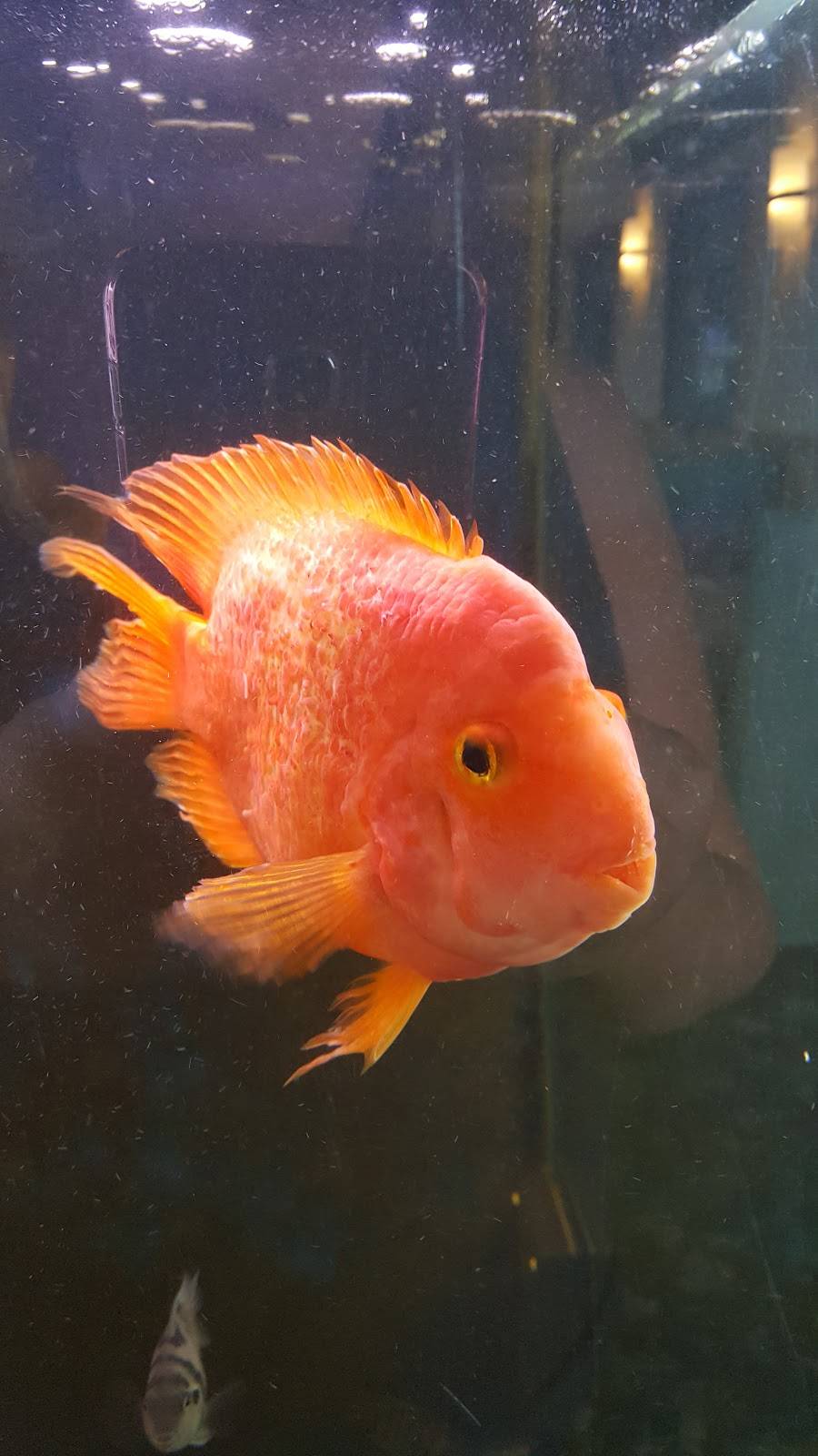 Aspen Cafe | restaurant | 9141 Wicker Ave, St John, IN 46373, USA | 2193658733 OR +1 219-365-8733