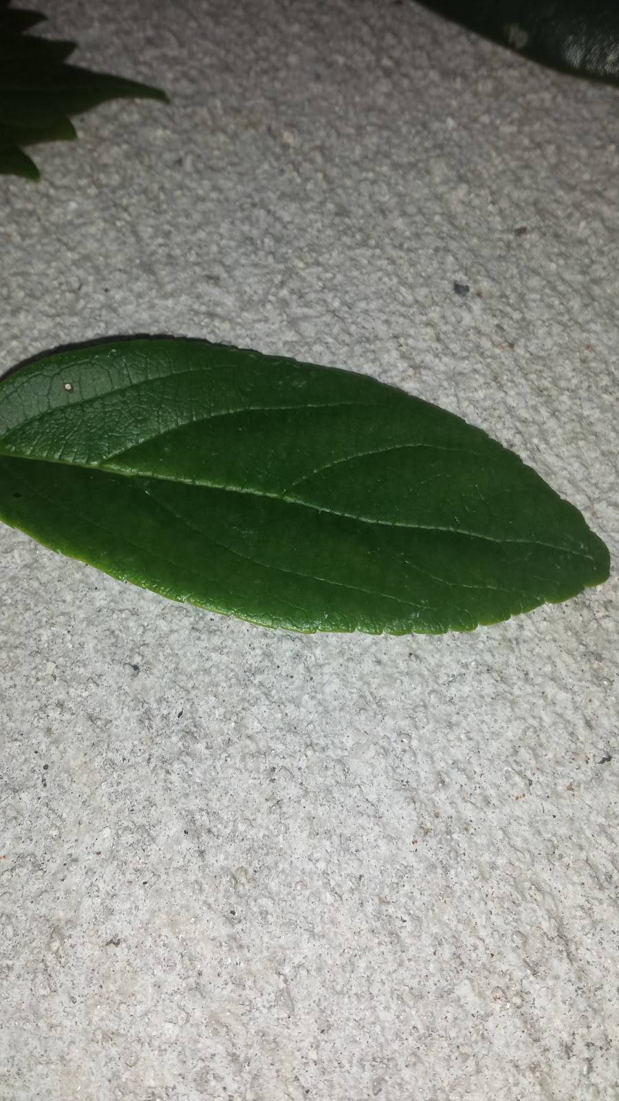 Circle K | meal takeaway | 1591 S Woodland Blvd, DeLand, FL 32724, USA | 3867360506 OR +1 386-736-0506