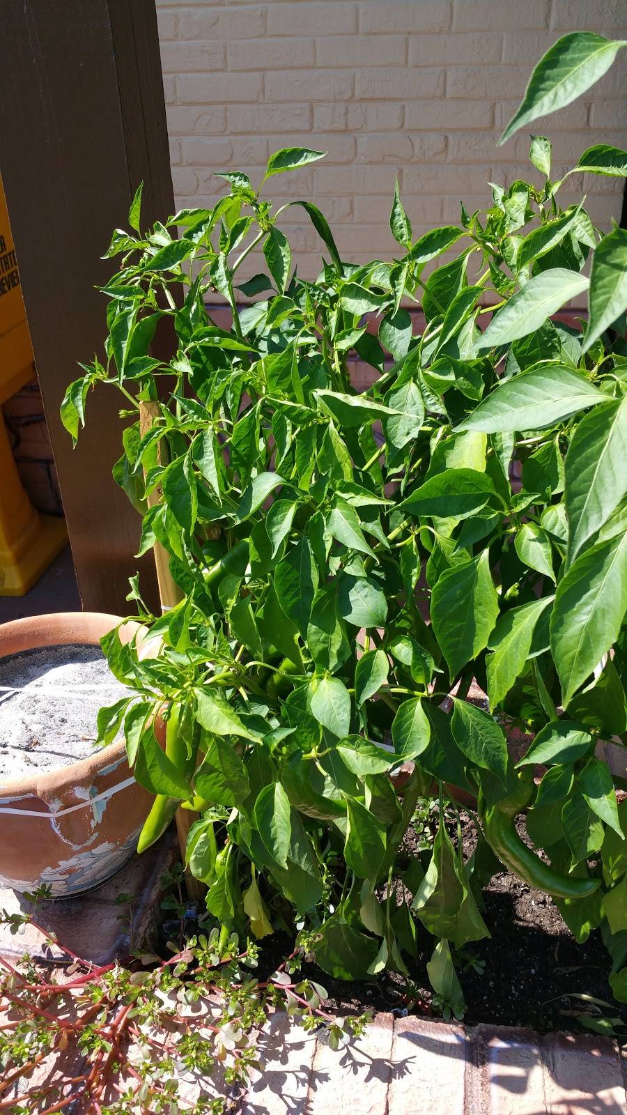 El Charro | restaurant | 1580 S Main St, Harrisonburg, VA 22801, USA | 5404333189 OR +1 540-433-3189