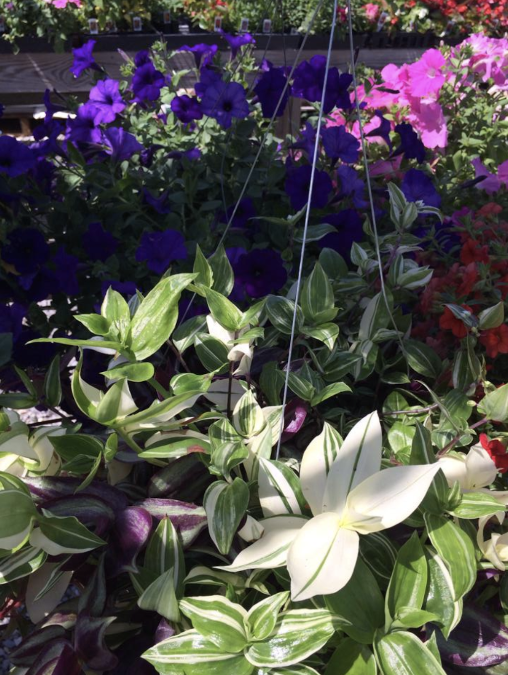 Harbisons Country Market | restaurant | IL-34, Herod, IL 62947, USA | 6182642091 OR +1 618-264-2091