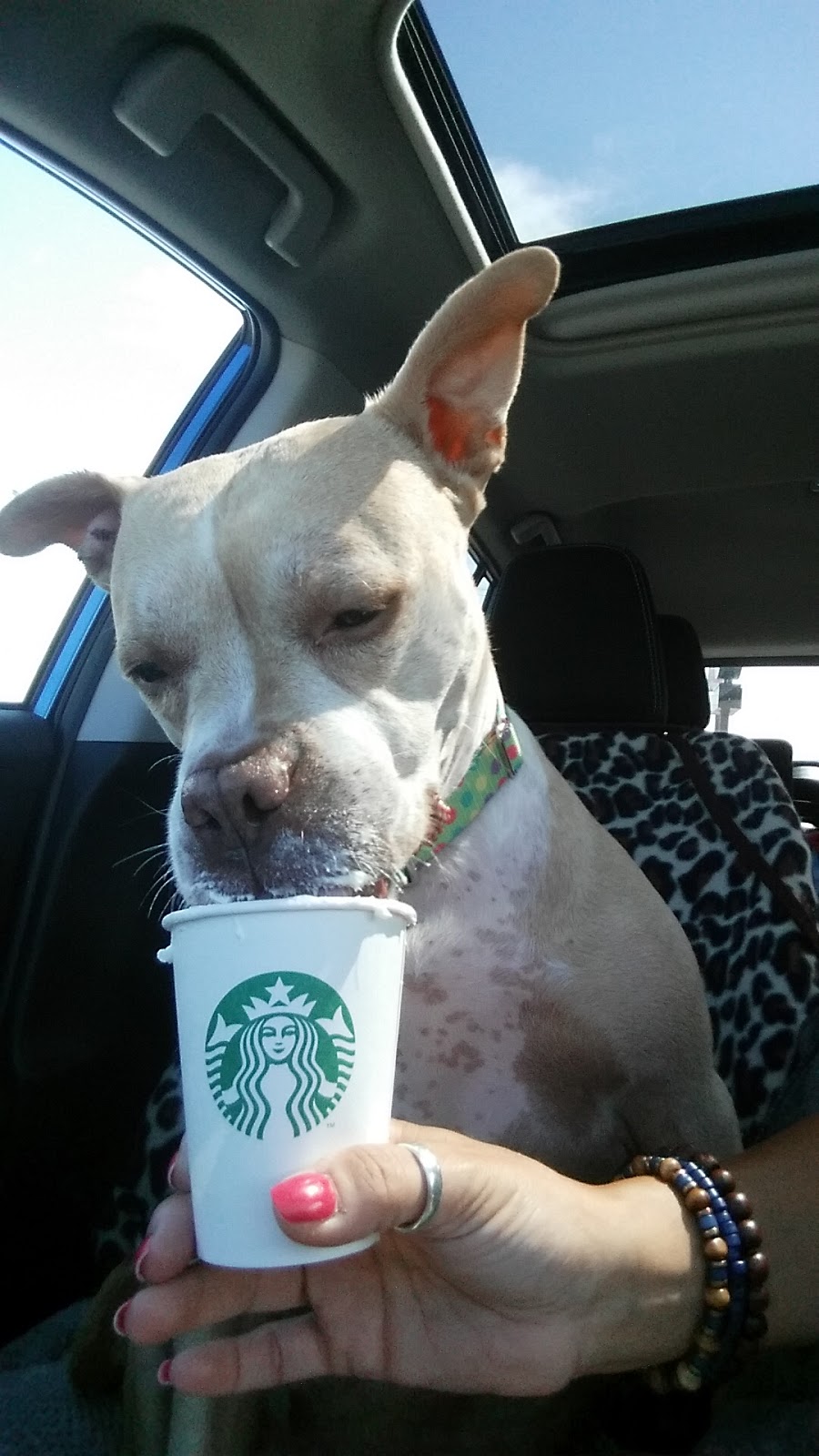 Starbucks | cafe | 5043 New Jesup Hwy, Brunswick, GA 31520, USA | 9122648284 OR +1 912-264-8284