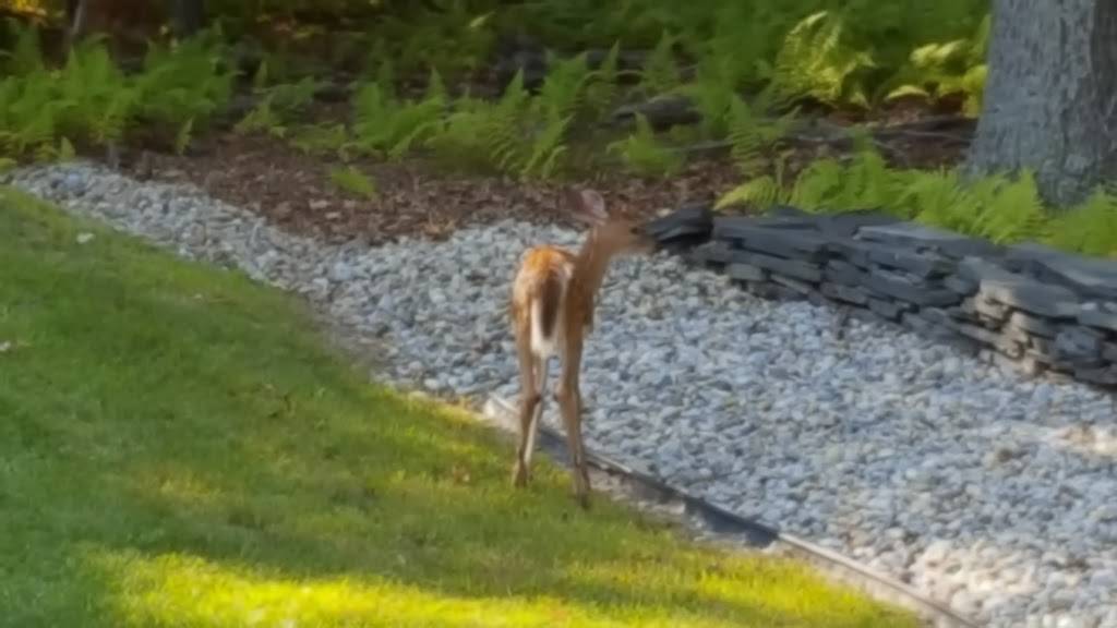 Petes Pizza | restaurant | 106 Log Tavern Way, Milford, PA 18337, USA | 5704094800 OR +1 570-409-4800