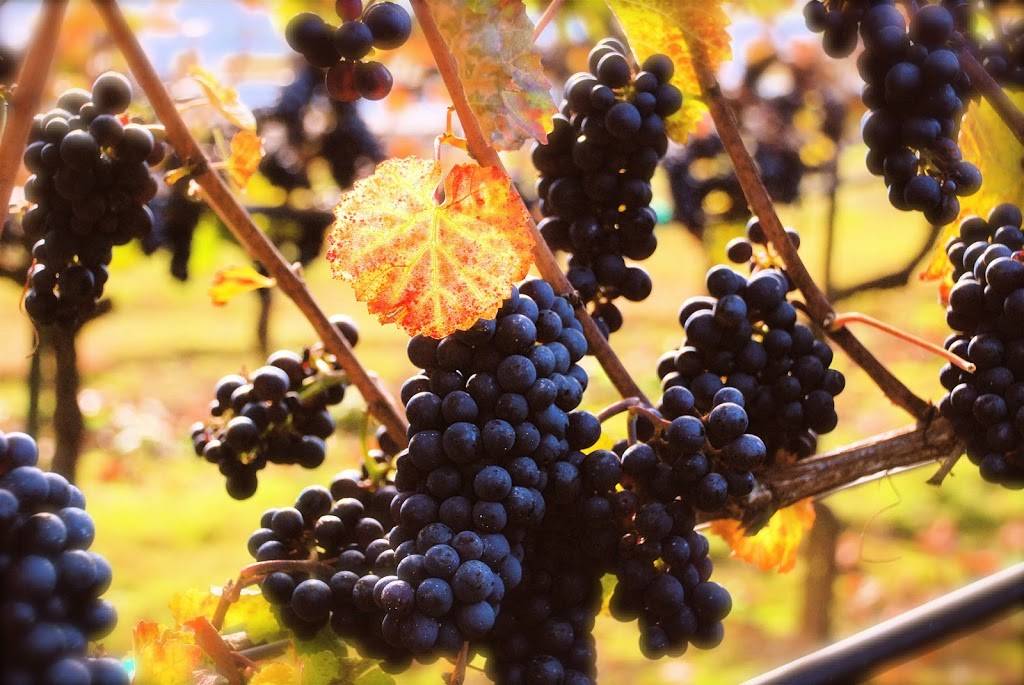 Three Brothers Vineyard and Winery | restaurant | 2411 NE 244th St, Ridgefield, WA 98642, USA | 3608872085 OR +1 360-887-2085