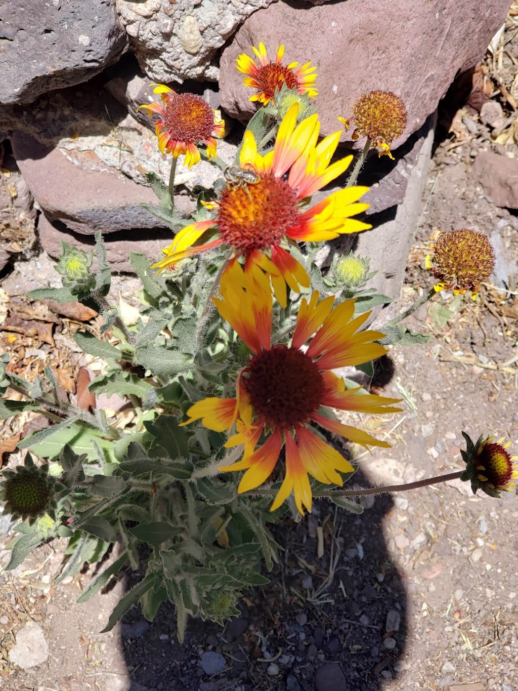 The Purple Onion | restaurant | Main street, Mogollon, NM 88039, USA | 5754187556 OR +1 575-418-7556