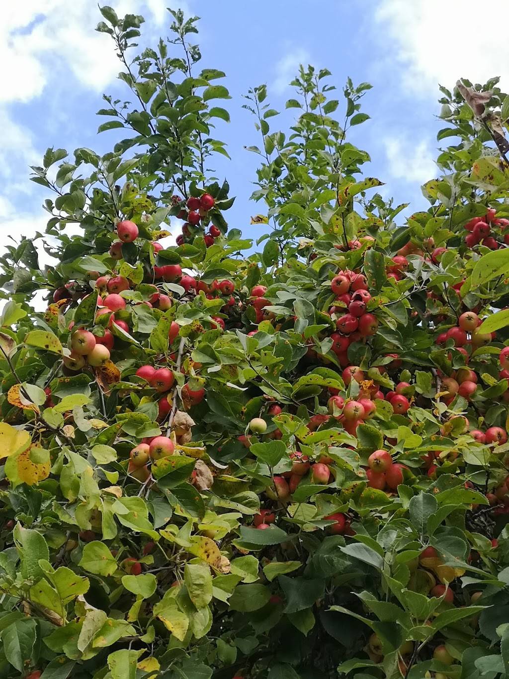 One More Cup Cafe | restaurant | 95 Barber Greene Rd, North York, ON M3C 3E9, Canada | 6479799077 OR +1 647-979-9077