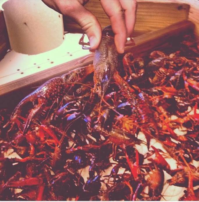 Crawfish Hole | restaurant | 510 Verot School Rd, Lafayette, LA 70508, USA | 3378069665 OR +1 337-806-9665
