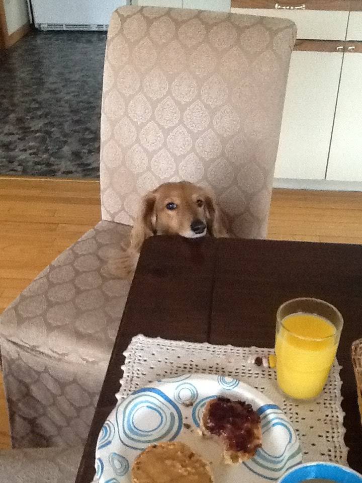 Oriental House | restaurant | 44 East St, New Milford, CT 06776, USA | 8603559354 OR +1 860-355-9354