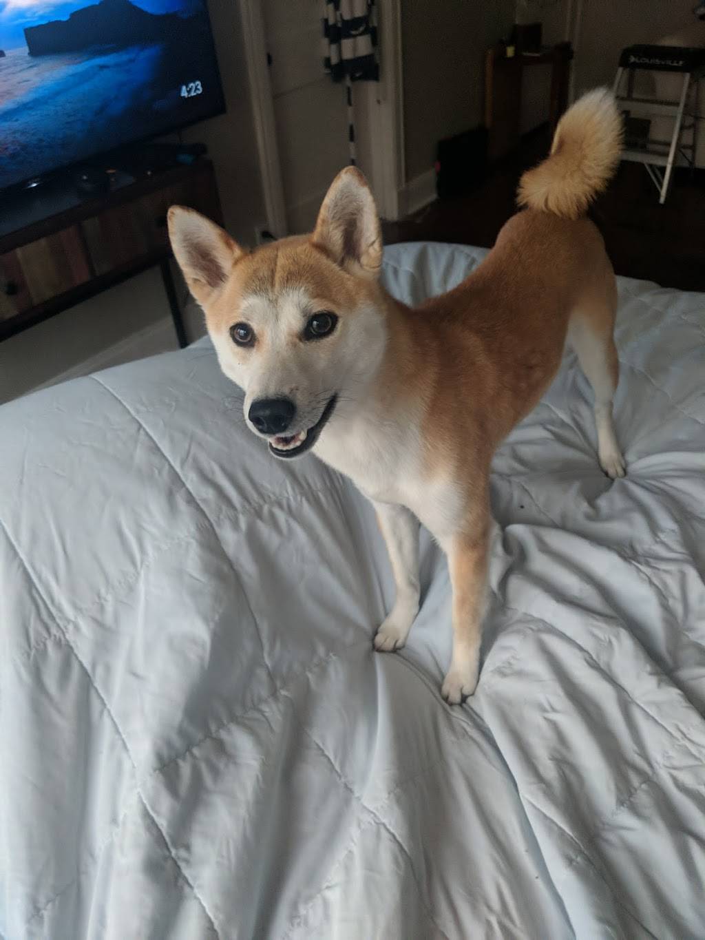 Dominos Pizza | meal delivery | 4420 Gaston Ave, Dallas, TX 75246, USA | 2148289090 OR +1 214-828-9090