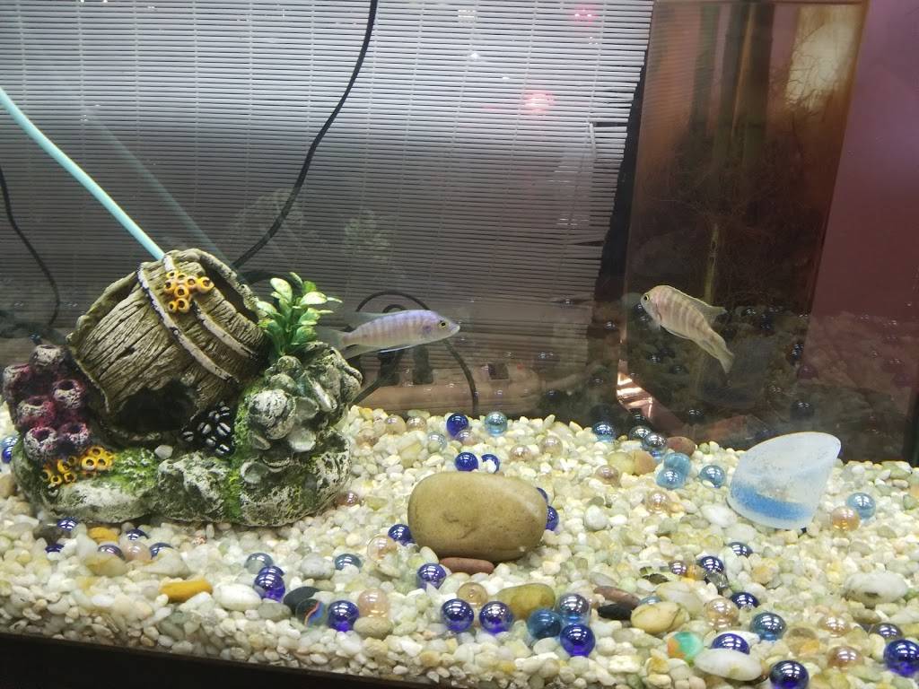 Emperor Garden | restaurant | 3161 Main St, Mohegan Lake, NY 10547, USA | 9145285588 OR +1 914-528-5588