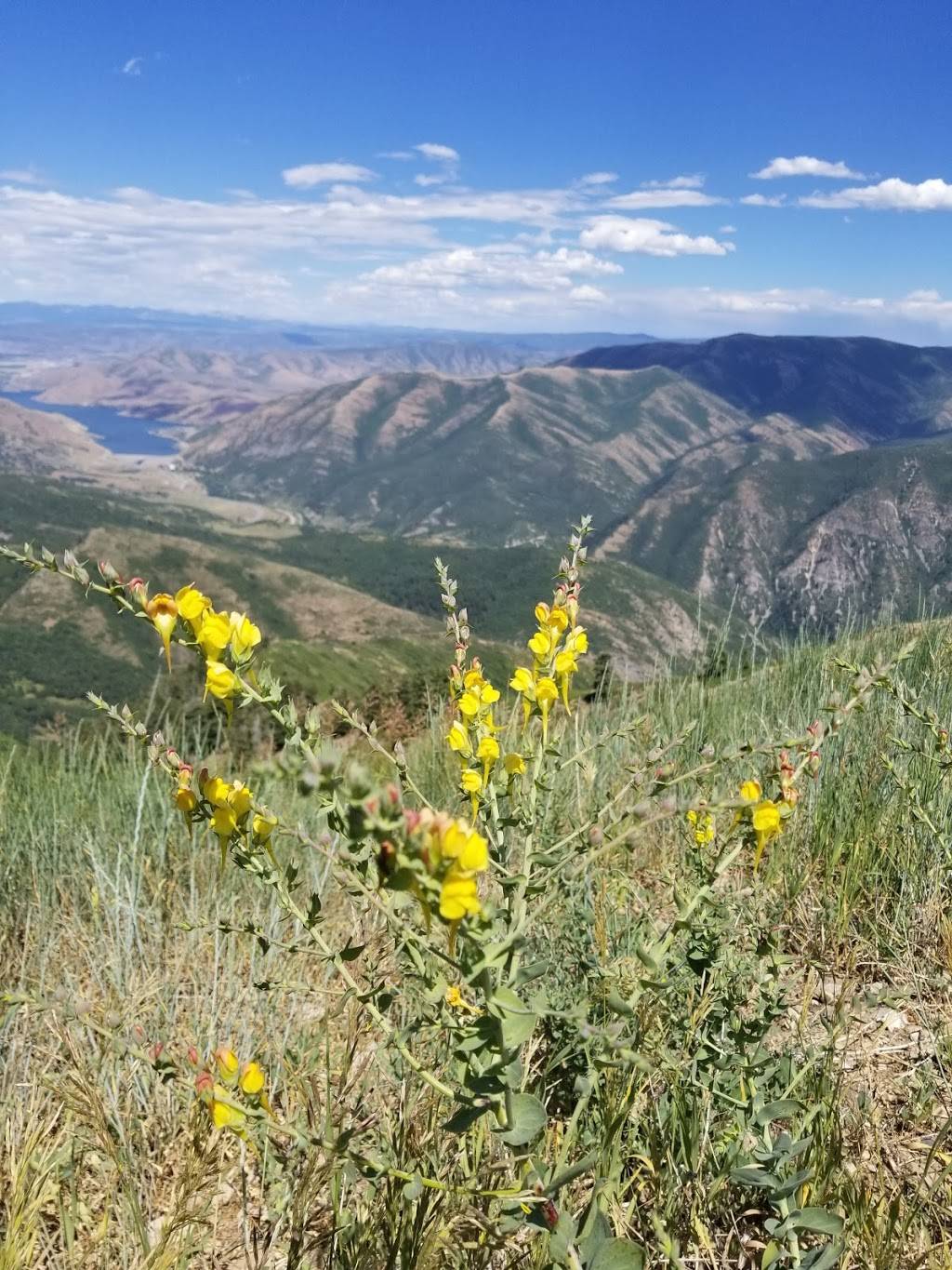 Bearclaw Cabin | restaurant | 8841 N Alpine Loop Scenic Byway, Sundance, UT 84604, USA | 8012234157 OR +1 801-223-4157