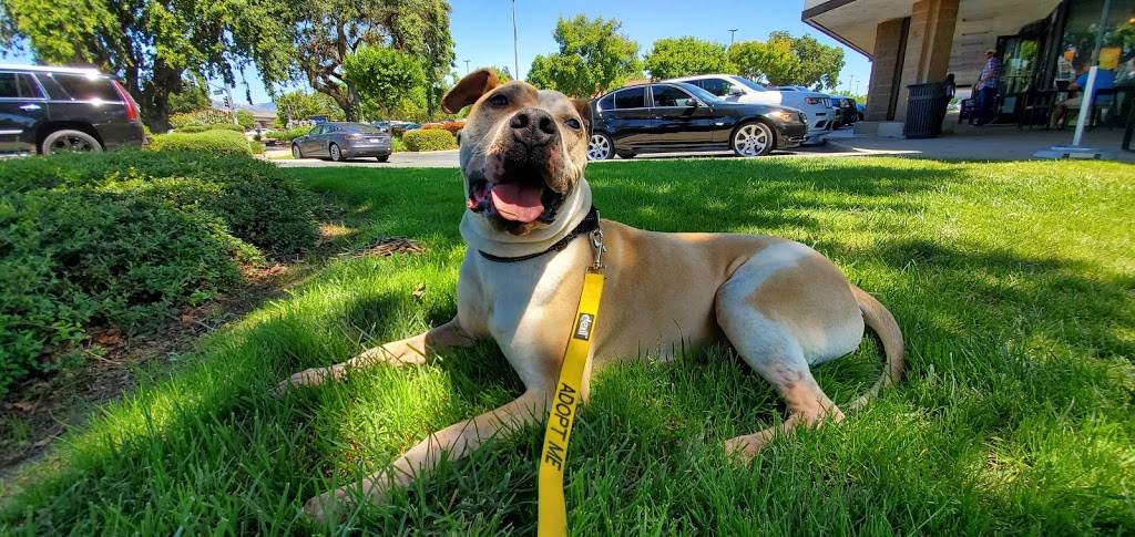 Starbucks | cafe | 251 Vineyard Town Center Way, Morgan Hill, CA 95037, USA | 4087798692 OR +1 408-779-8692