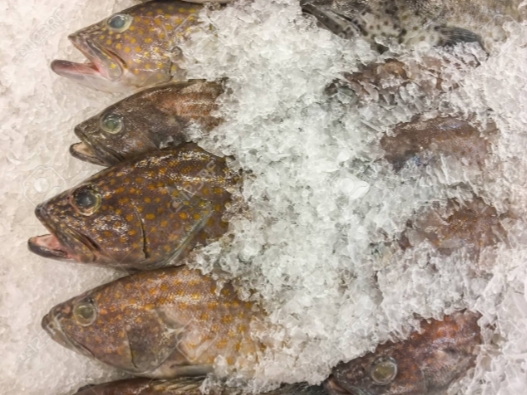 Grouper Seafood Market | restaurant | FLEAMASTERS FLEAMARKET 4135 Dr Martin Luther King Jr Blvd (Blue 89, Fort Myers, FL 33916, USA | 9418226572 OR +1 941-822-6572