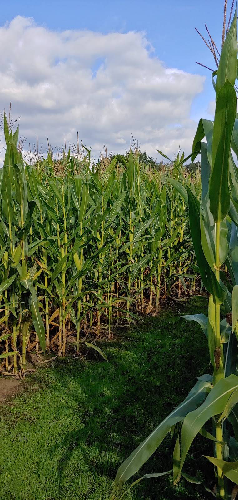 Osborn Dairy | restaurant | 1021 WA-6, Chehalis, WA 98532, USA | 3607487000 OR +1 360-748-7000