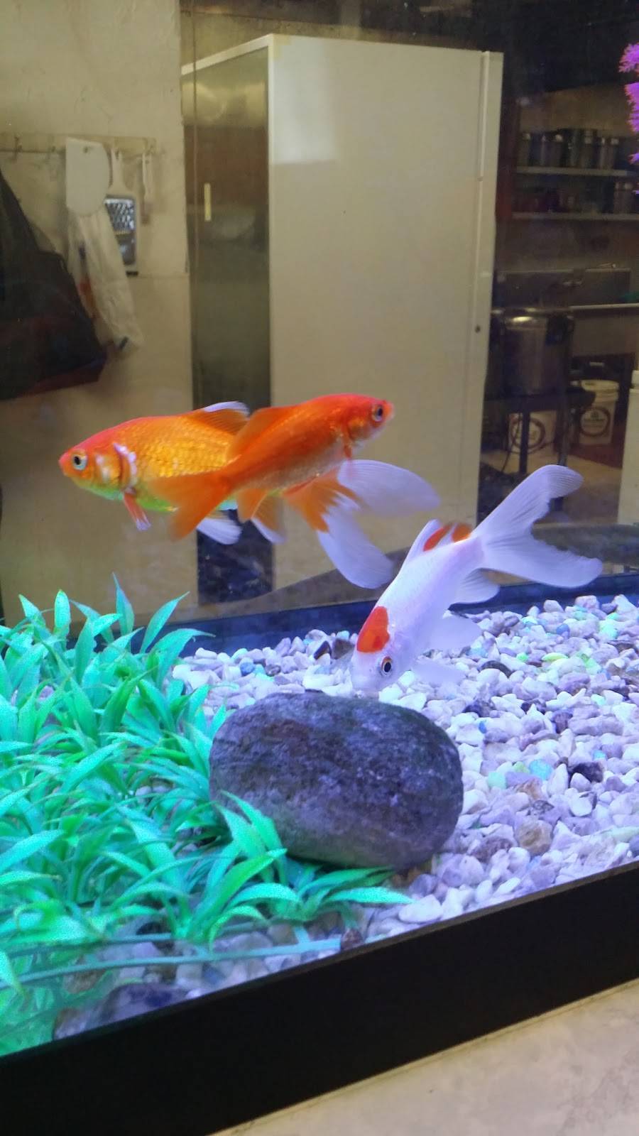 Main Moon | restaurant | 149 Bay St, Glens Falls, NY 12801, USA | 5187451643 OR +1 518-745-1643