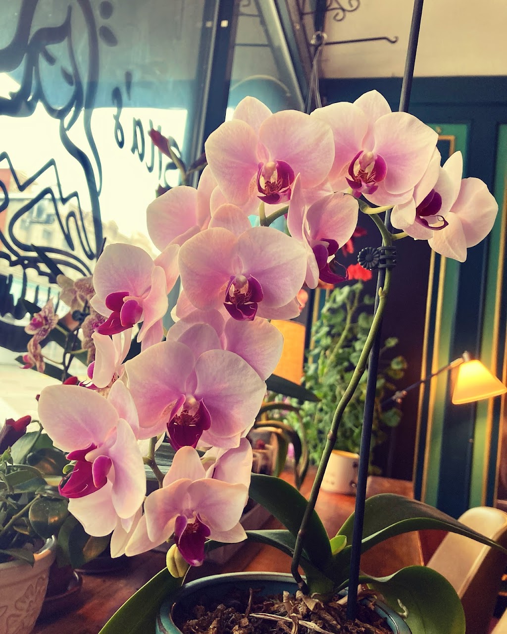 Sitas Kitchen | restaurant | 107 E Main St, Trinidad, CO 81082, USA | 7198595574 OR +1 719-859-5574