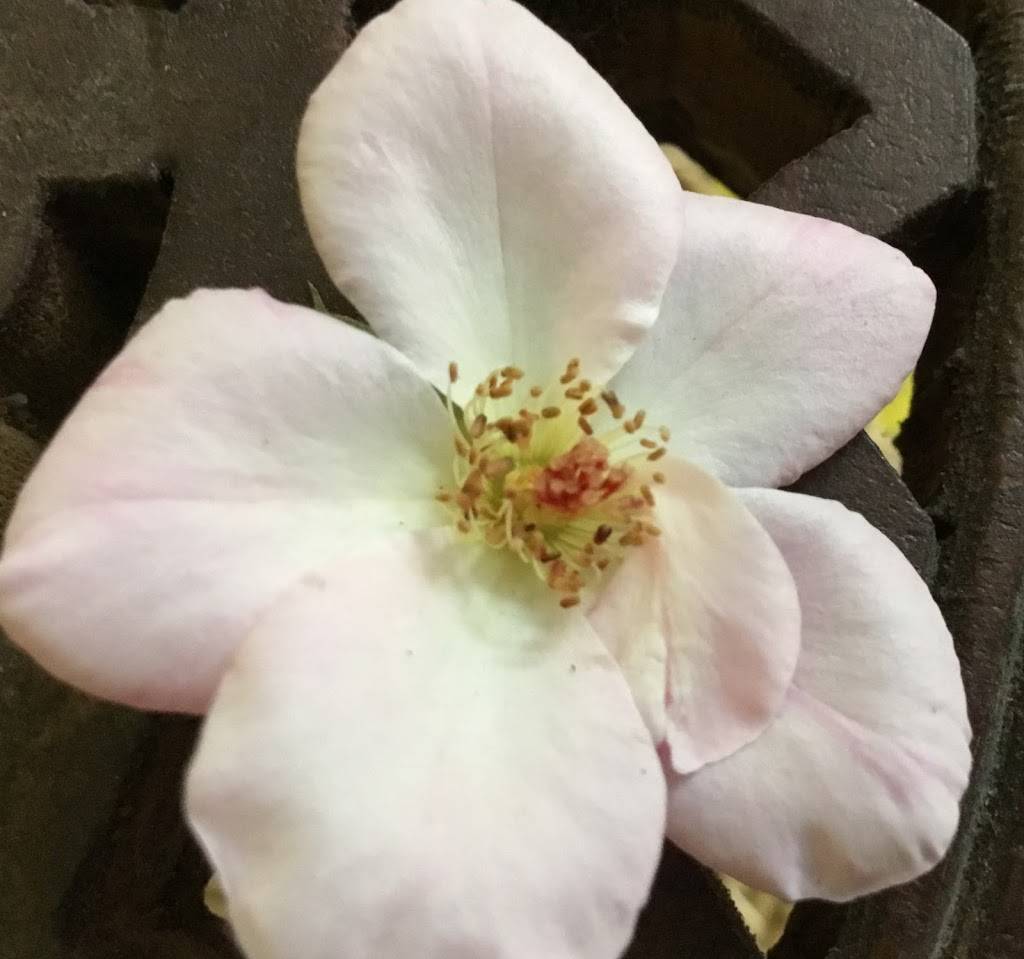 Bird in the Hand | restaurant | 1845 Palm Beach Lakes Blvd, West Palm Beach, FL 33401, USA | 5614713831 OR +1 561-471-3831