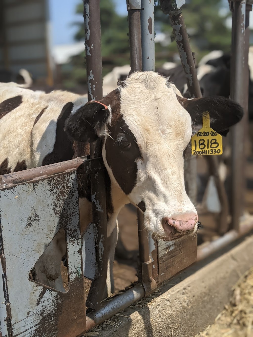 Redhead Creamery | restaurant | 31535 463rd Ave, Brooten, MN 56316, USA | 3203462246 OR +1 320-346-2246