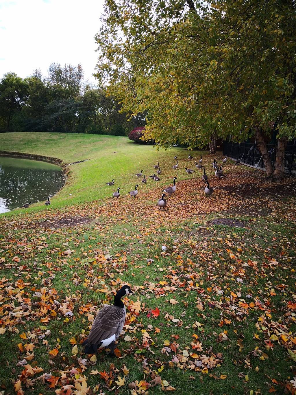 China Wok | restaurant | 214 Ward Cir, Brentwood, TN 37027, USA | 6153738878 OR +1 615-373-8878