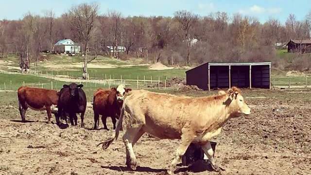 Harbs Farm | restaurant | 7802 Vienna Rd, Blossvale, NY 13308, USA | 9143207959 OR +1 914-320-7959