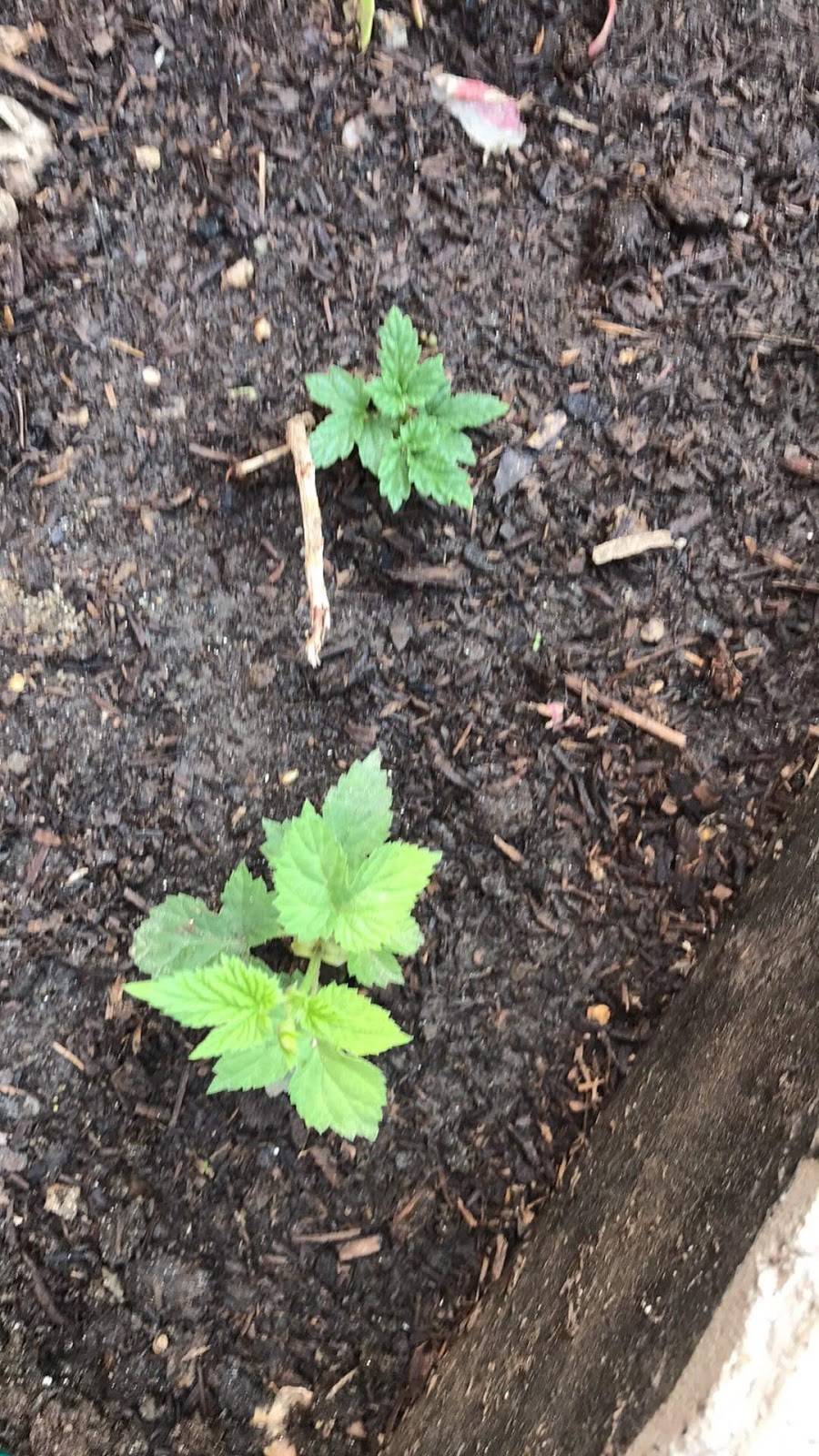 Casa Vargas | restaurant | Eucalipto 48, Zona Centro, 22710 Rosarito, B.C., Mexico | 016611071602 OR +52 661 107 1602