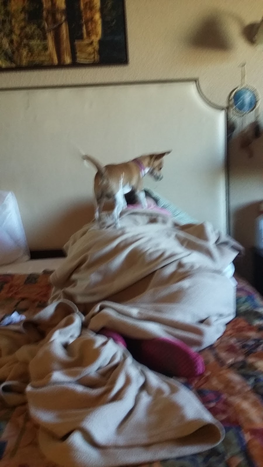 Jump In The Bayou | restaurant | 212 E Hallmark Ave Apt 23, Killeen, TX 76541, USA | 2543705165 OR +1 254-370-5165