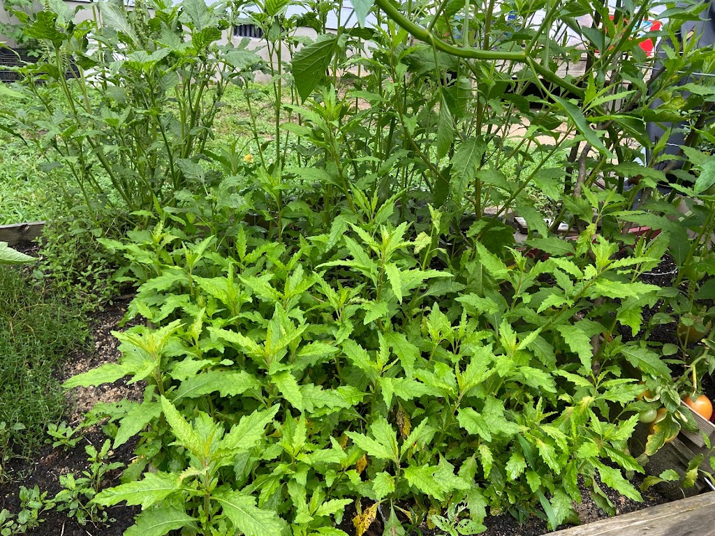 TACOS EL COCO LOCO | restaurant | 2322 NC-54, Durham, NC 27713, USA | 9842599351 OR +1 984-259-9351