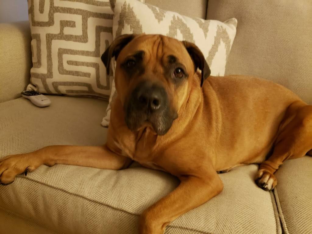 Papa Johns Pizza | restaurant | 4017 E Little Creek Rd, Norfolk, VA 23518, USA | 7575887272 OR +1 757-588-7272