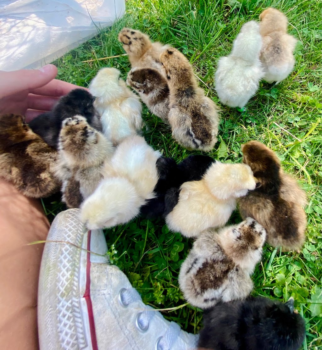 Sunny Side Silkies | restaurant | 7630 Center St, Emerald, PA 18080, USA | 4845535468 OR +1 484-553-5468