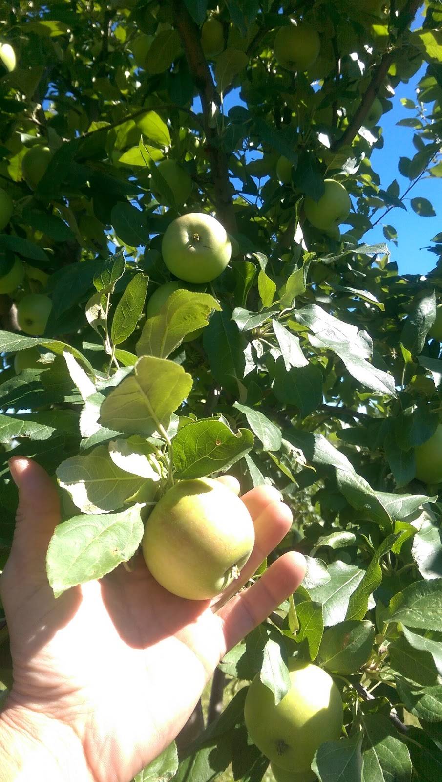 Nesbitts Nursery & Orchard | restaurant | N4380 WI-35, Prescott, WI 54021, USA | 7157922676 OR +1 715-792-2676