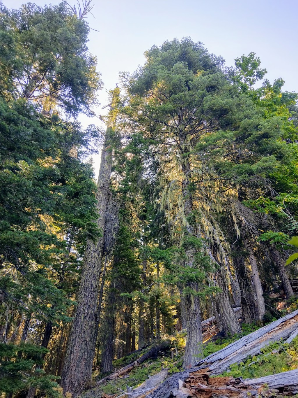 Chateau at the Oregon Caves | restaurant | 20000 Caves Hwy, Cave Junction, OR 97523, USA | 5415923400 OR +1 541-592-3400