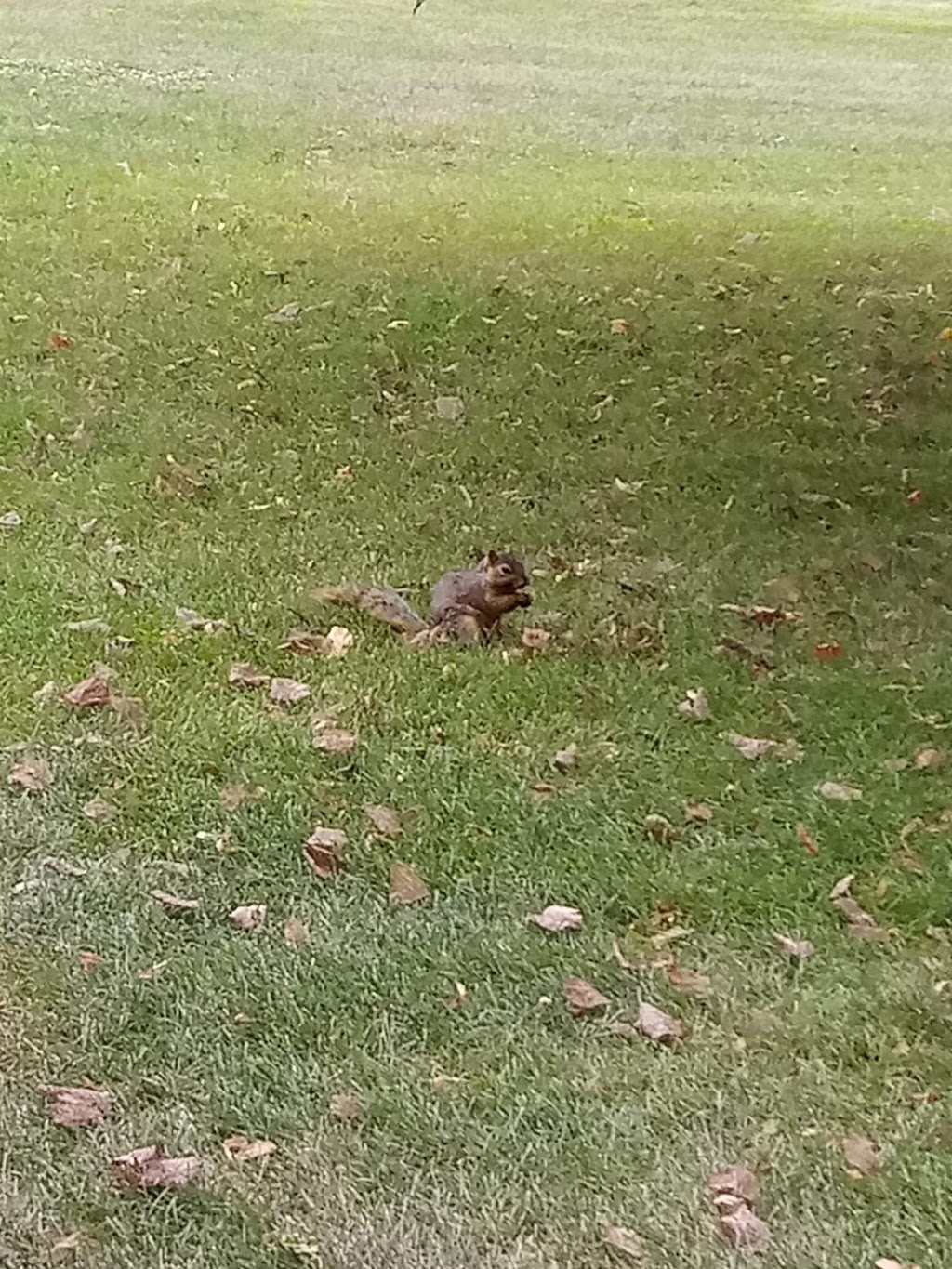 Washington Golf & Country Club | restaurant | 1732 Country Club Rd, Washington, IA 52353, USA | 3196532080 OR +1 319-653-2080