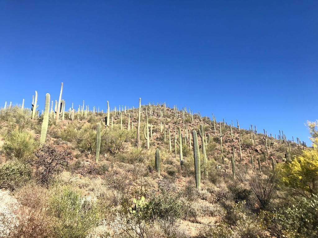 Signature Grill with Patio Dining | restaurant | 3800 W Starr Pass Blvd, Tucson, AZ 85745, USA | 5207923500 OR +1 520-792-3500