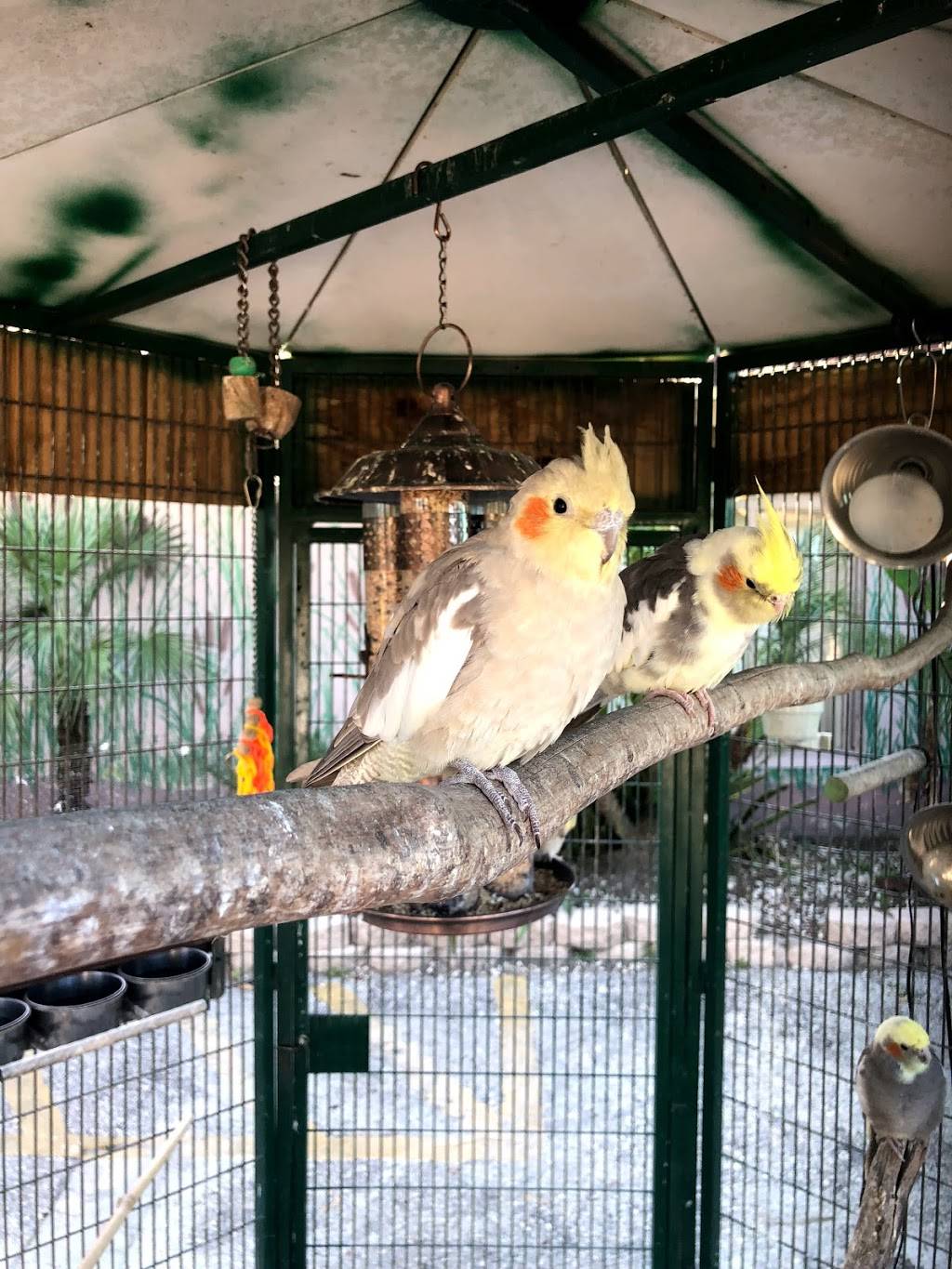 Black Hammock Restaurant | restaurant | 2316 Black Hammock Fish Camp Rd, Oviedo, FL 32765, USA | 4073651244 OR +1 407-365-1244