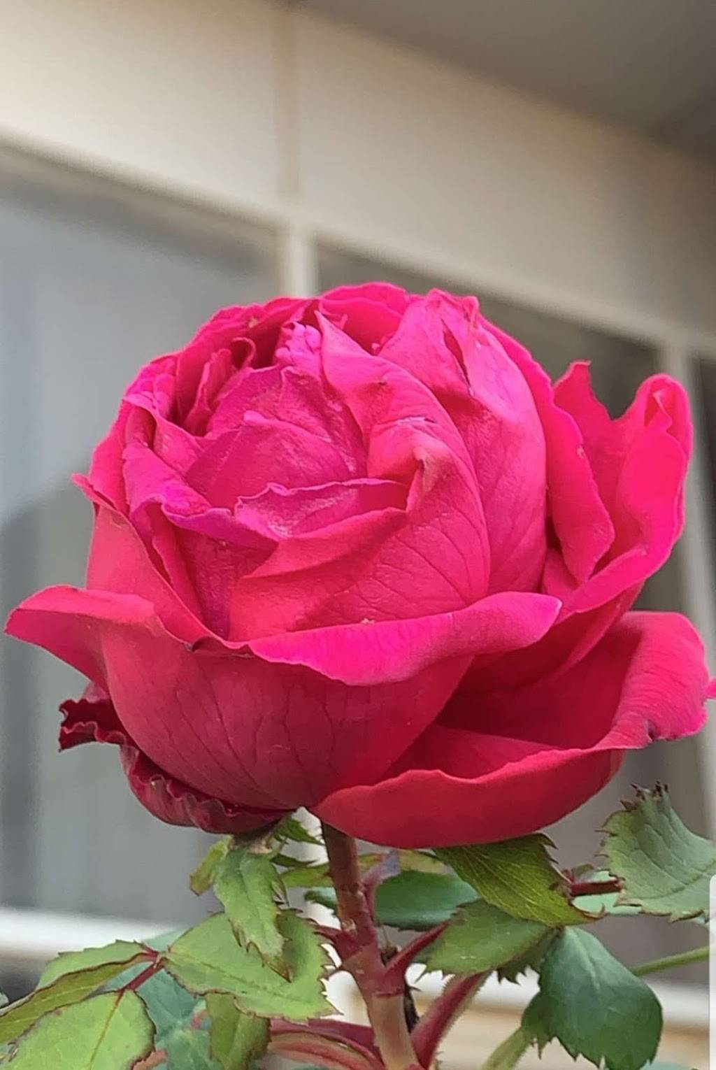 Rose Kebab Toronto | restaurant | A, 0A7, 16 Mallard Road Suite A204, Toronto, ON M3B 3N1, Canada | 4169926686 OR +1 416-992-6686