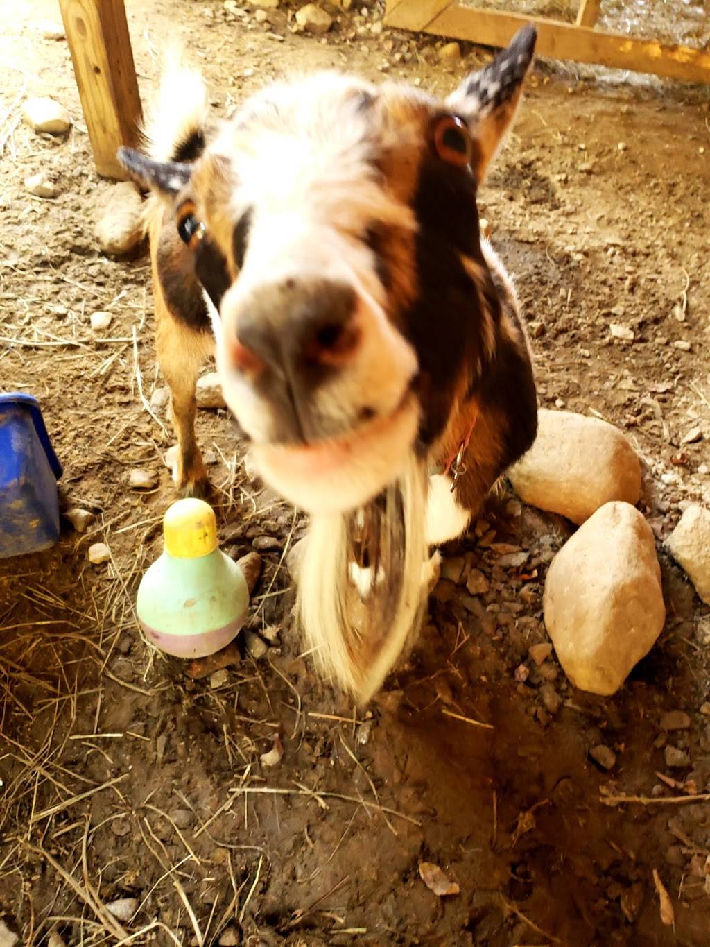 Gilmanton Winery and Restaurant | restaurant | 528 Meadow Pond Rd, Gilmanton, NH 03237, USA | 6032678251 OR +1 603-267-8251