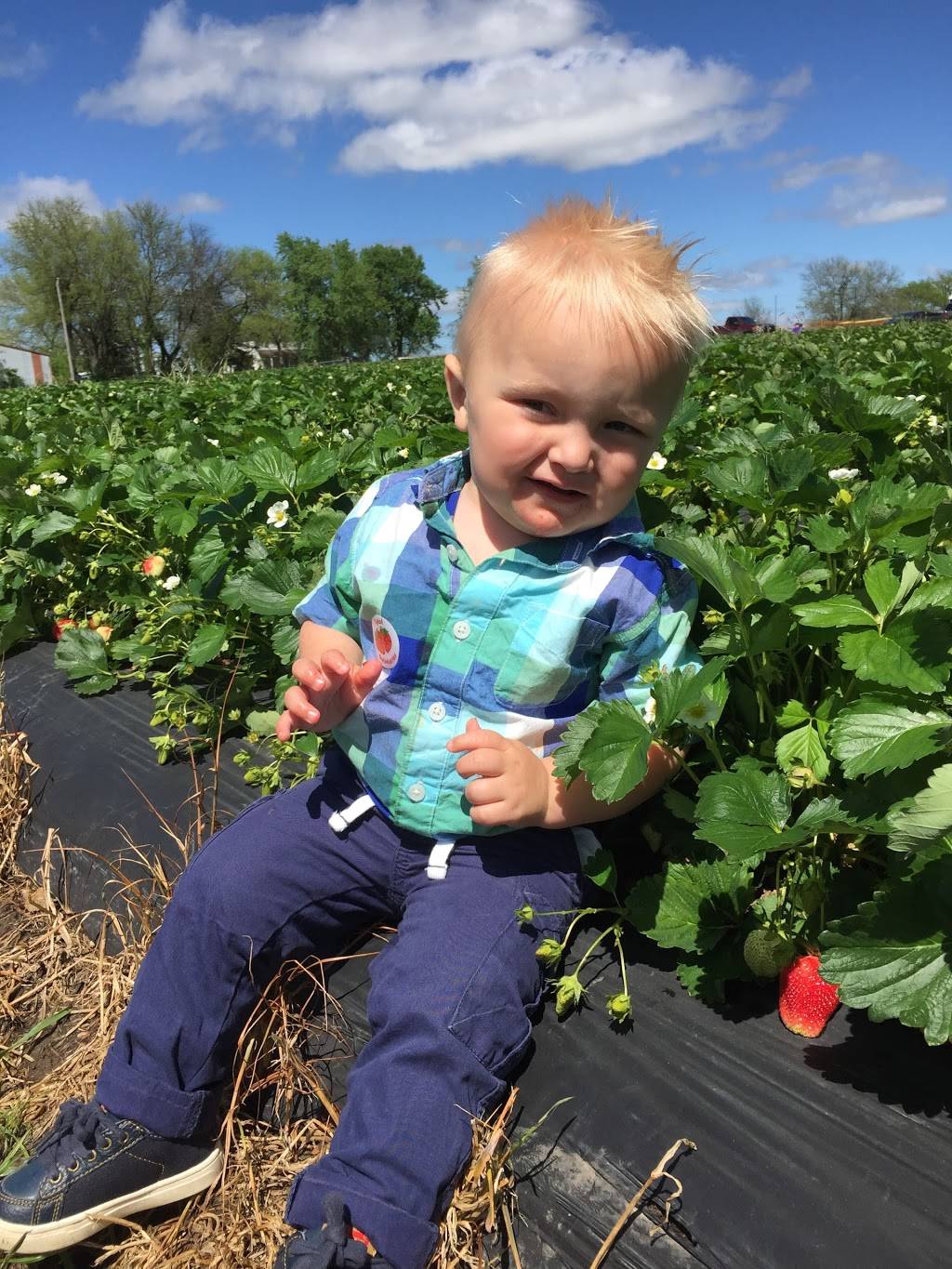 Bennys Berries | restaurant | 2136 N 100 Rd, Wellsville, KS 66092, USA | 9133136273 OR +1 913-313-6273