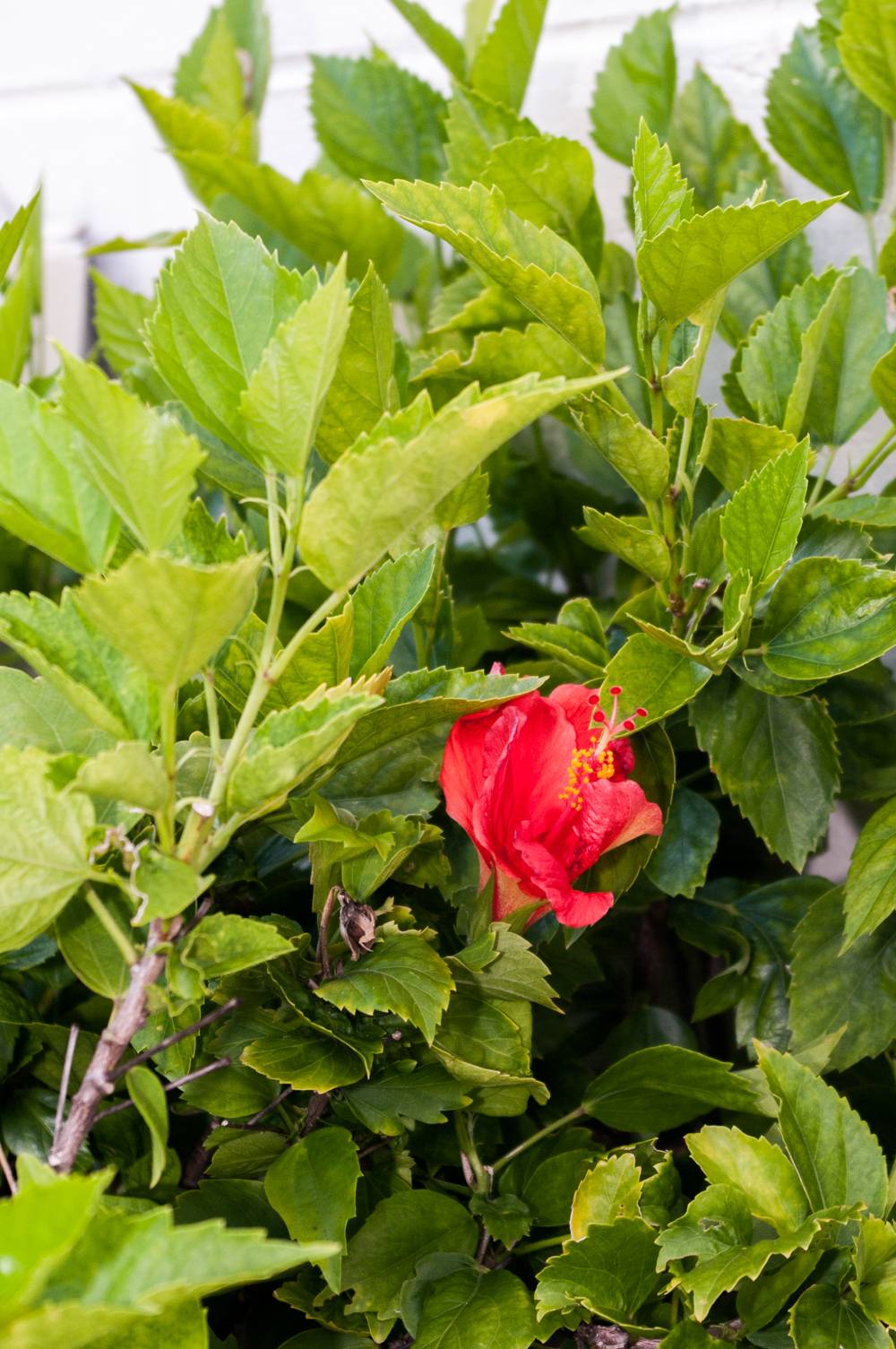 Duffys Tavern, Bar, and Grill | restaurant | 5808 Marina Dr, Holmes Beach, FL 34217, USA | 9417782501 OR +1 941-778-2501